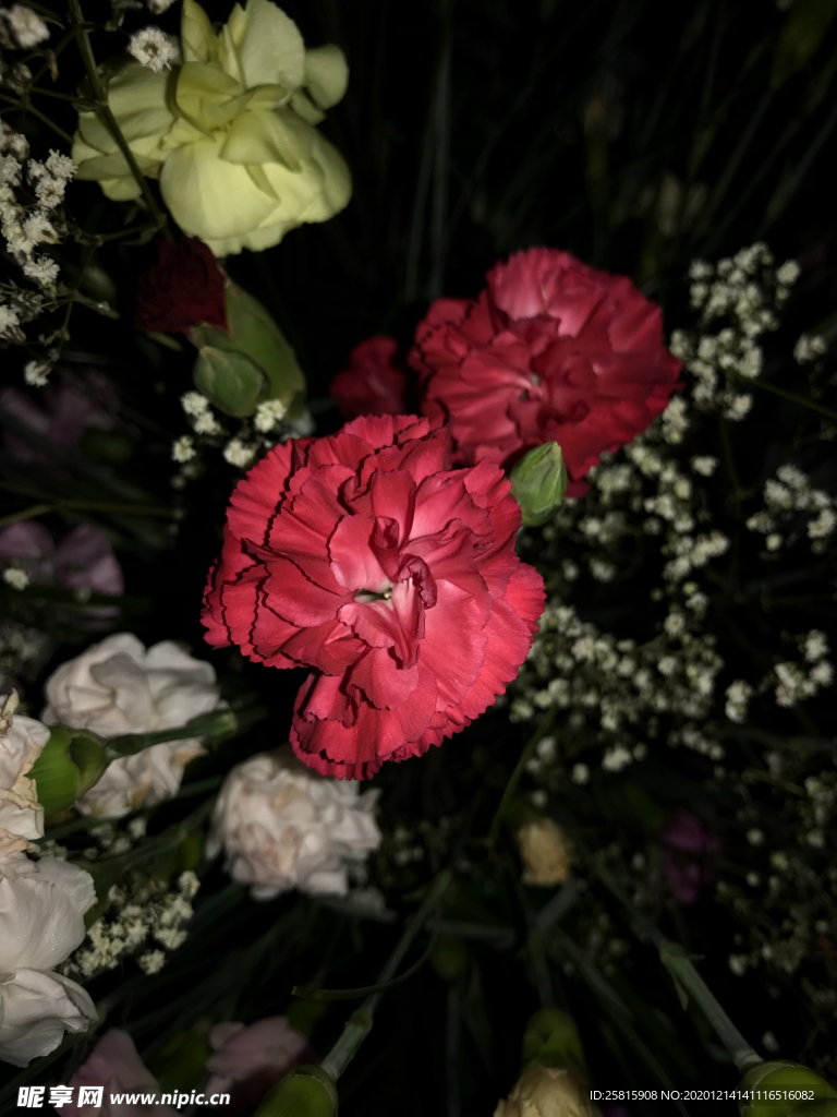 康乃馨花