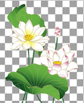 手绘荷花