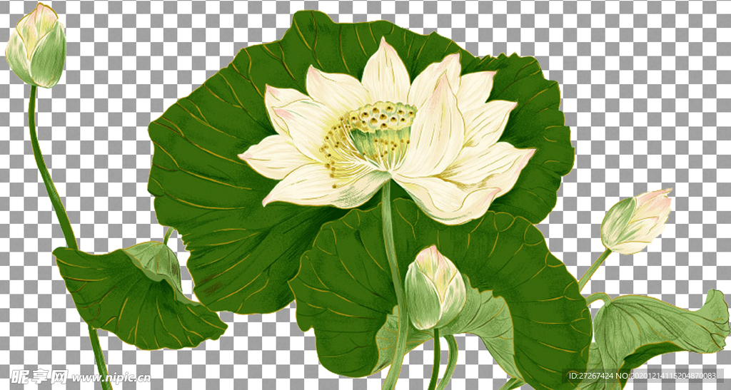 手绘荷花