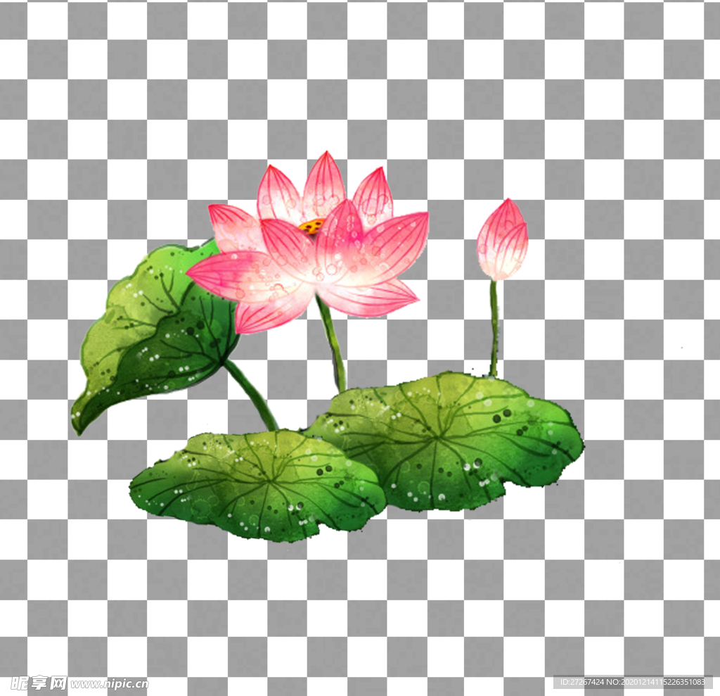 手绘荷花