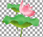 手绘荷花