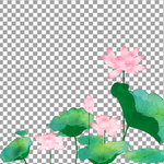 手绘荷花