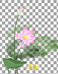 手绘荷花