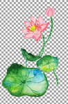 手绘荷花