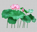 手绘荷花