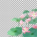 手绘荷花