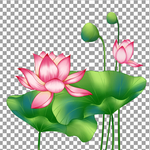 手绘荷花