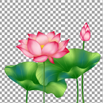 手绘荷花