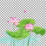 荷花