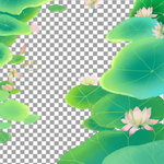 荷花