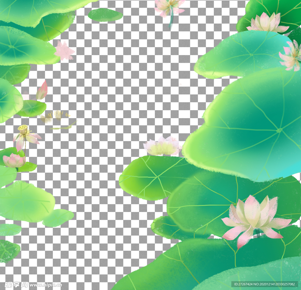 荷花