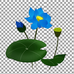 荷花