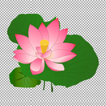 荷花