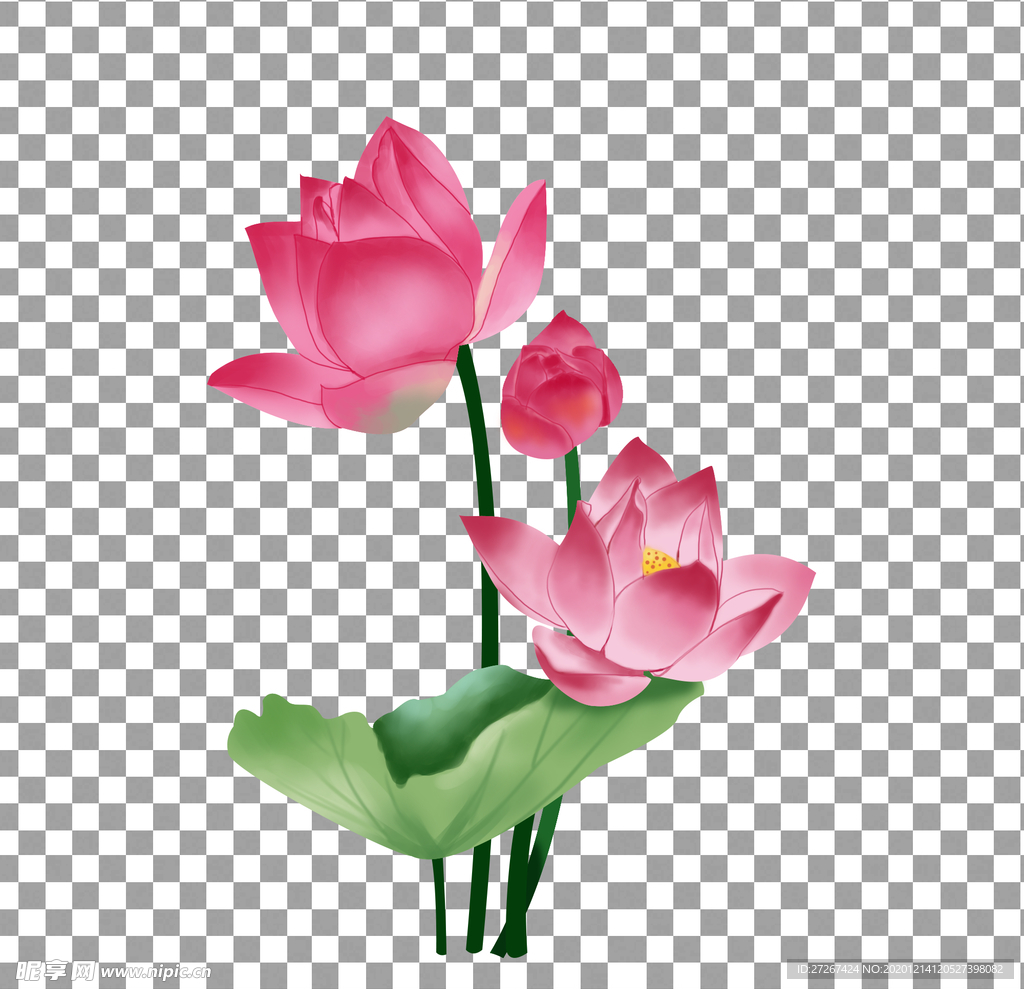 荷花