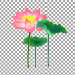 荷花
