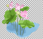 荷花