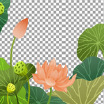 荷花