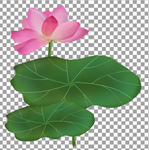荷花