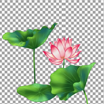 荷花
