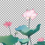 荷花