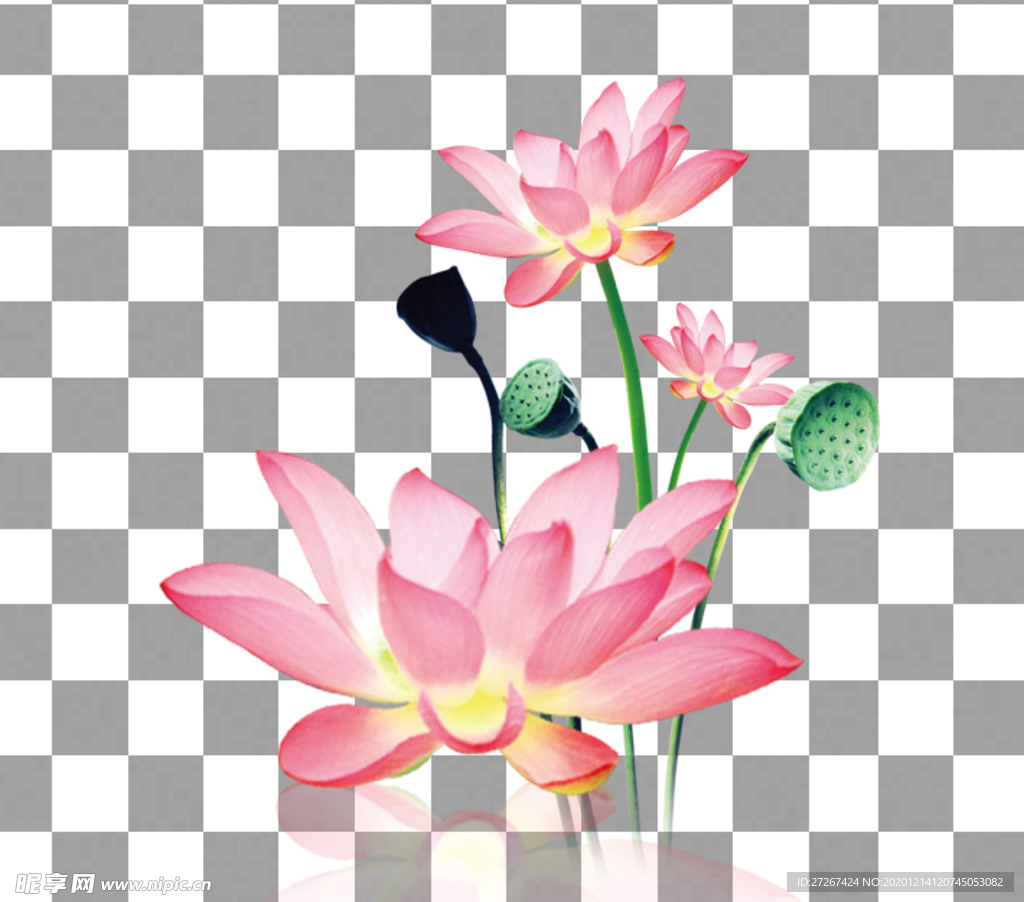 荷花