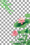 荷花