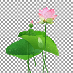 荷花