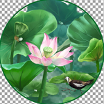 荷花