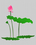 荷花