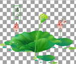 荷花