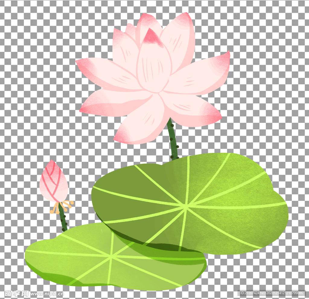 荷花
