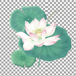 荷花