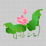P荷花