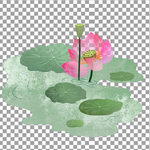 荷花