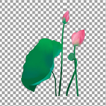 荷花