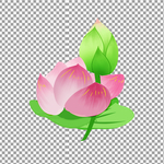 荷花