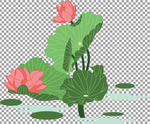 荷花