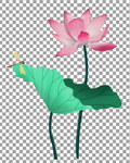 荷花