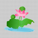 荷花