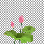 荷花