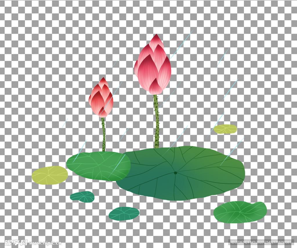 荷花