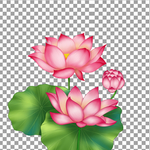 透明底荷花