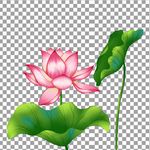 透明底荷花