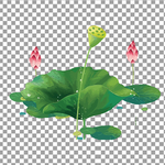 透明底荷花