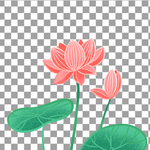 透明底荷花