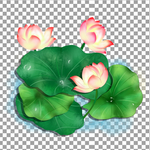 透明底荷花