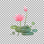 透明底荷花