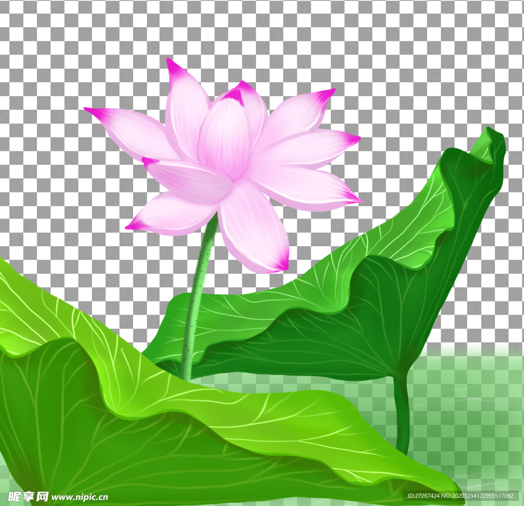 透明底荷花
