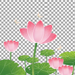 透明底荷花