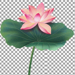 透明底荷花